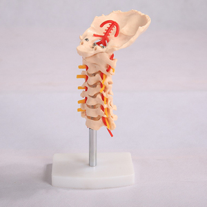 BIX-A1021 Cervical Carotid Artery Skeleton Model