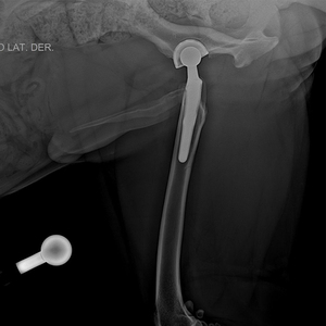 THR Orthopaedic Implants Acetabular Artificial Ceramic Femoral Head